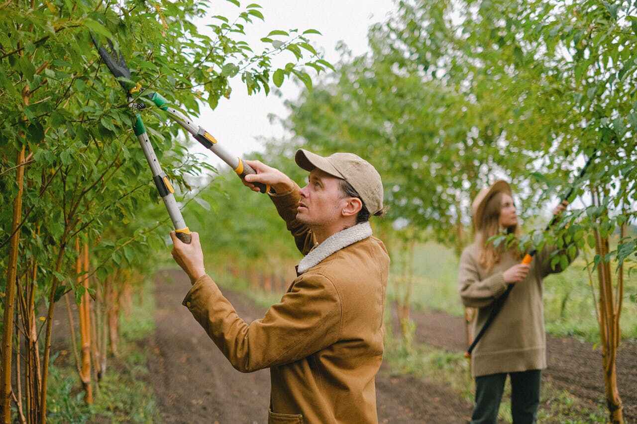 Best Tree Trimming and Pruning  in Clayton, NJ